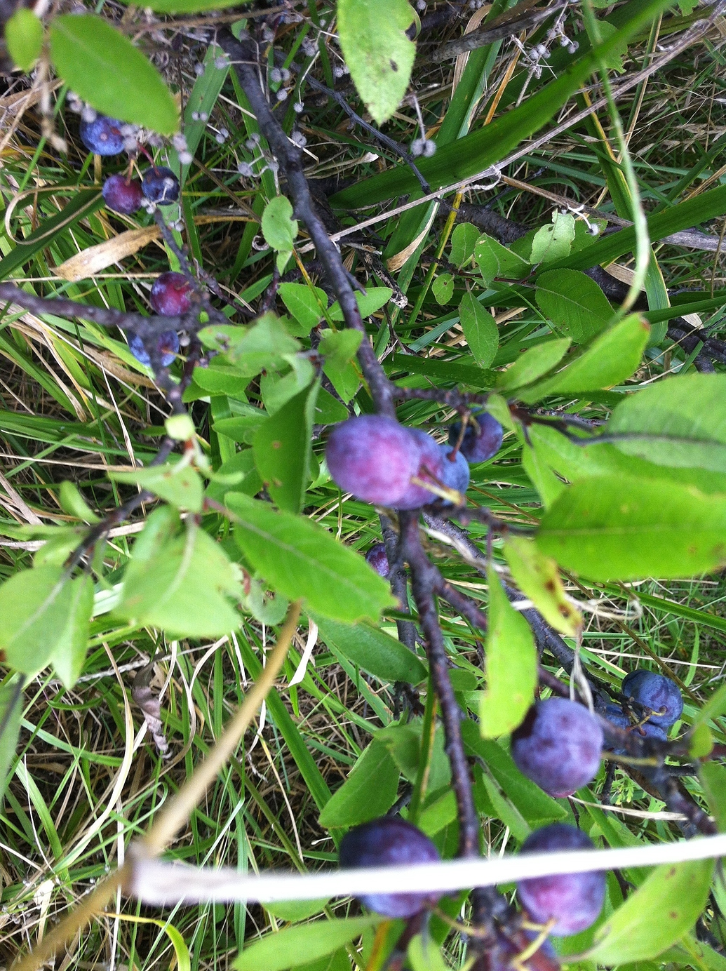 Beach plums General Fruit Growing Growing Fruit