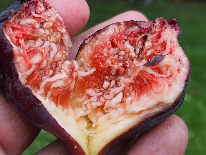 Violette de Bordeaux VDB Breba 07-07-21  2