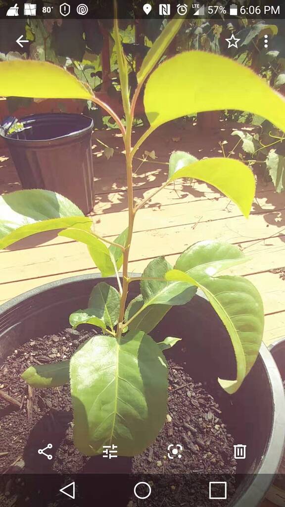 Small seedings can survive the winter outdoors in zone 5? General Fruit Growing Growing Fruit