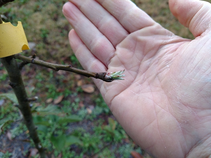 IMG_20180131_073053380