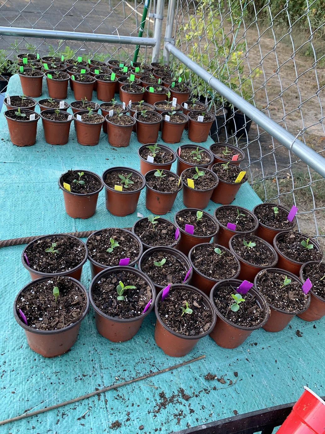 Jujube from seed Pictures! Growing Fruit