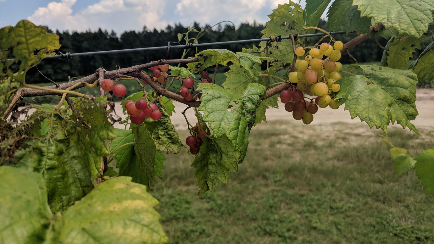 Razzmatazz Grape General Fruit Growing Growing Fruit