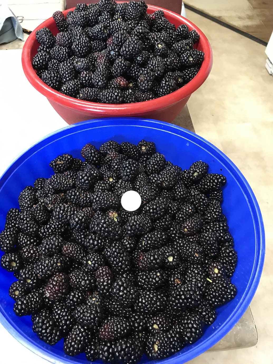 Extending the blackberry season General Fruit Growing Growing Fruit