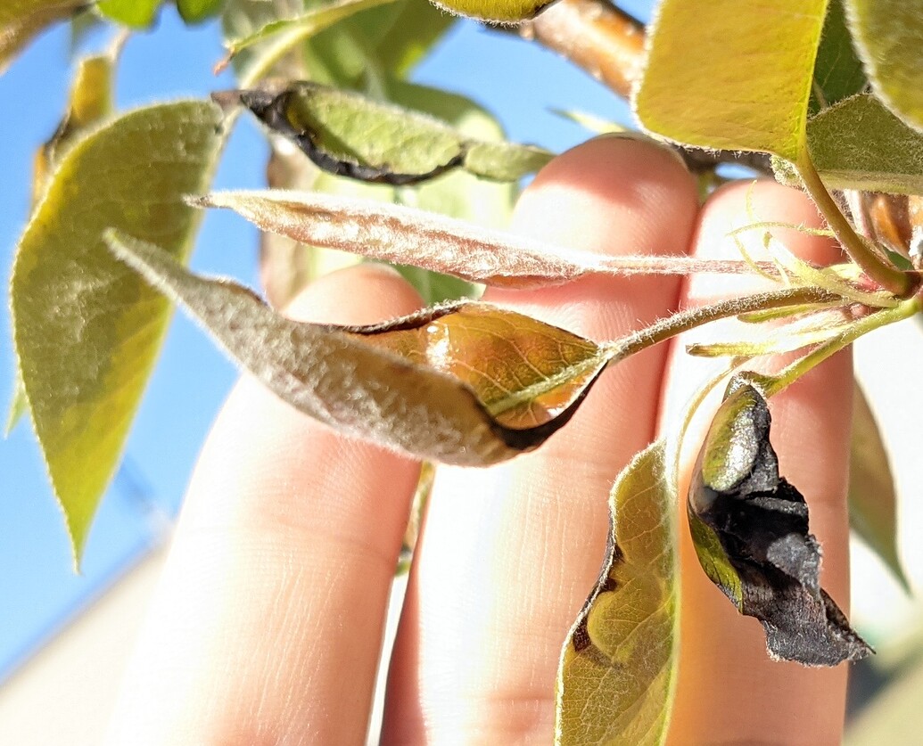 new-pear-trees-with-black-edges-on-leaves-general-fruit-growing