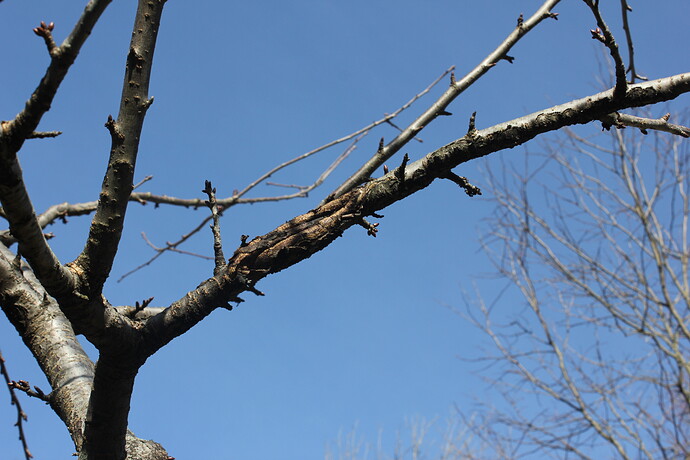 IMG_0608 - Copy