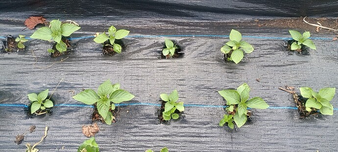 IMG_20250528_110255498_HDR