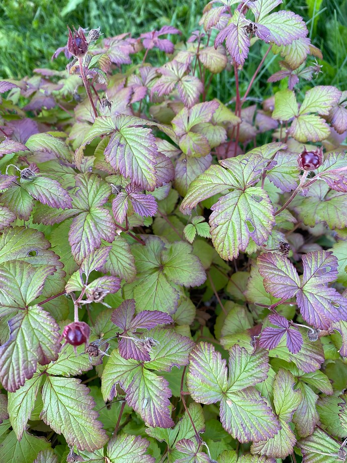 Growing Arctic Raspberry Is it time to rip out out my arctic raspberries? - Page 6 - General ...