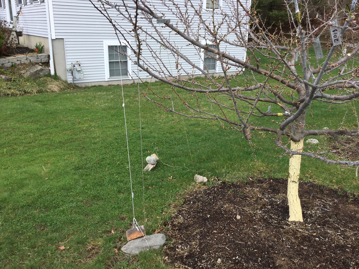 Controlling semidwarf trees as dwarf size General Fruit Growing Growing Fruit