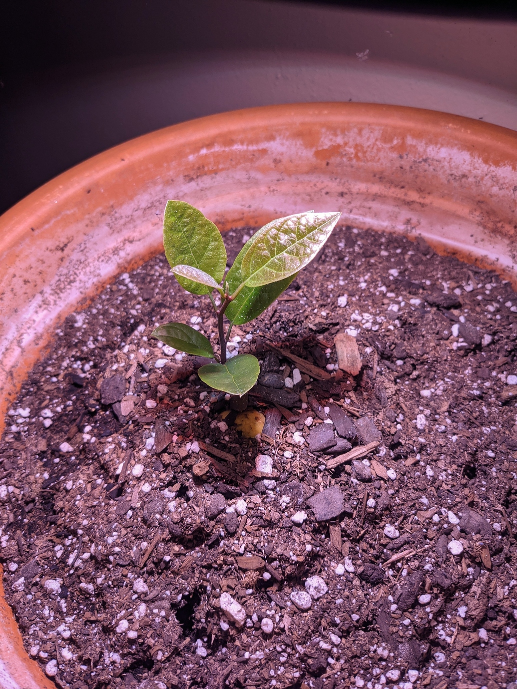 Show off your fruit tree seedlings 2021 General Fruit Growing