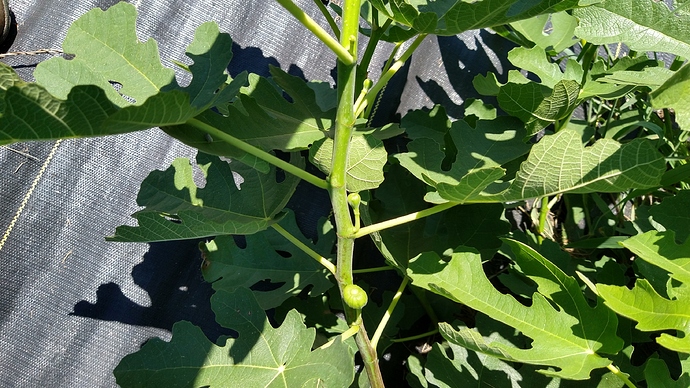 IMG_20200729_133233113_HDR