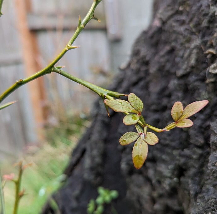 PXL_20230218_212358368~2