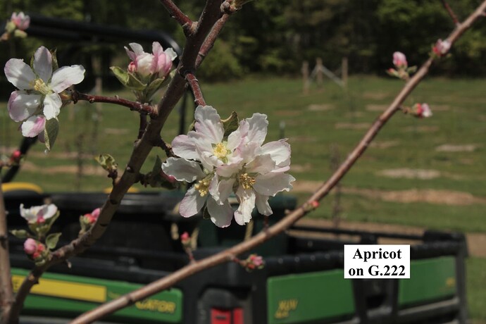 Apricot Apple