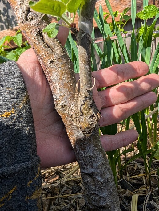 PXL_20250424_163906738