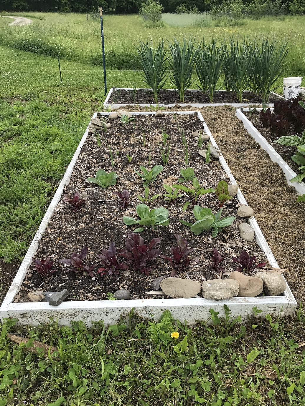 Wood chip garden mulch comparison - General Gardening - Growing Fruit