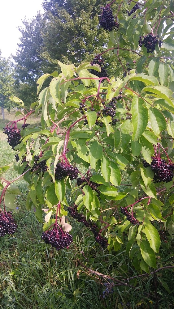 elderberry