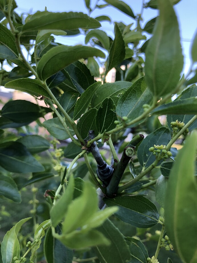 Ying_Lo_graft_06-28-2022