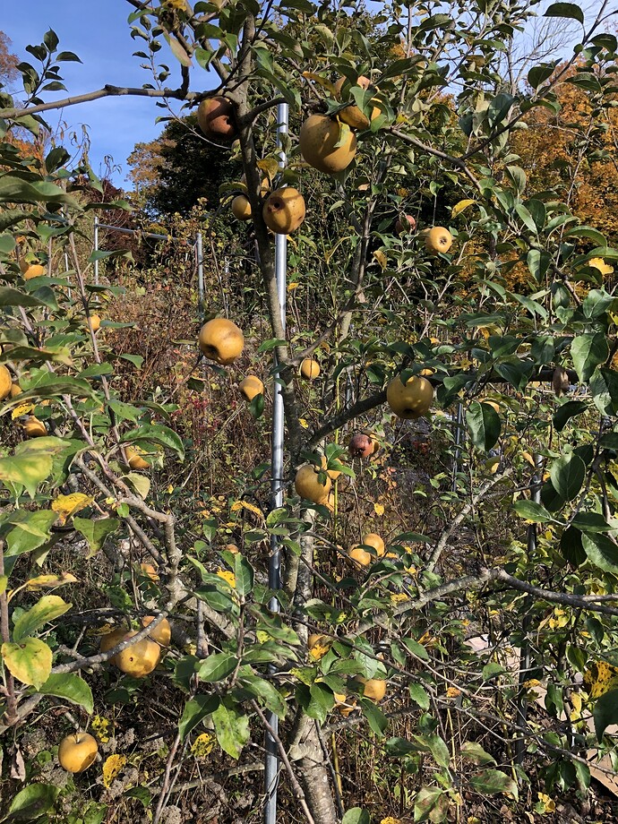 Golden_Russet_Tree_10-26-2019