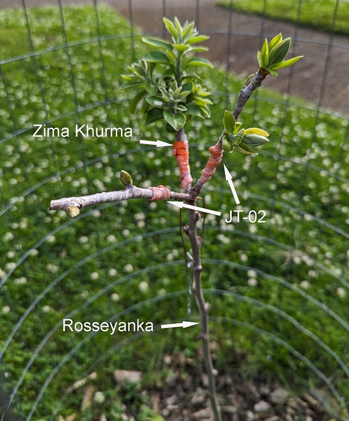 PersimmonGrafts51224