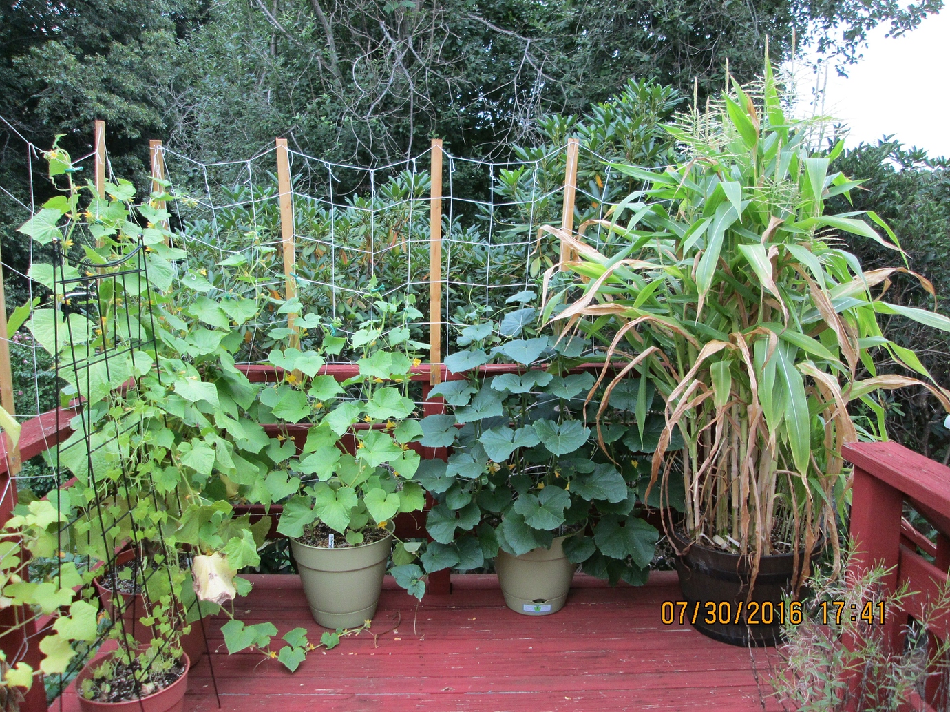 Growing Cucumbers in ContainersResults of 2016 General Gardening