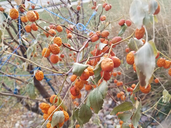 16381369733768287147110391993303