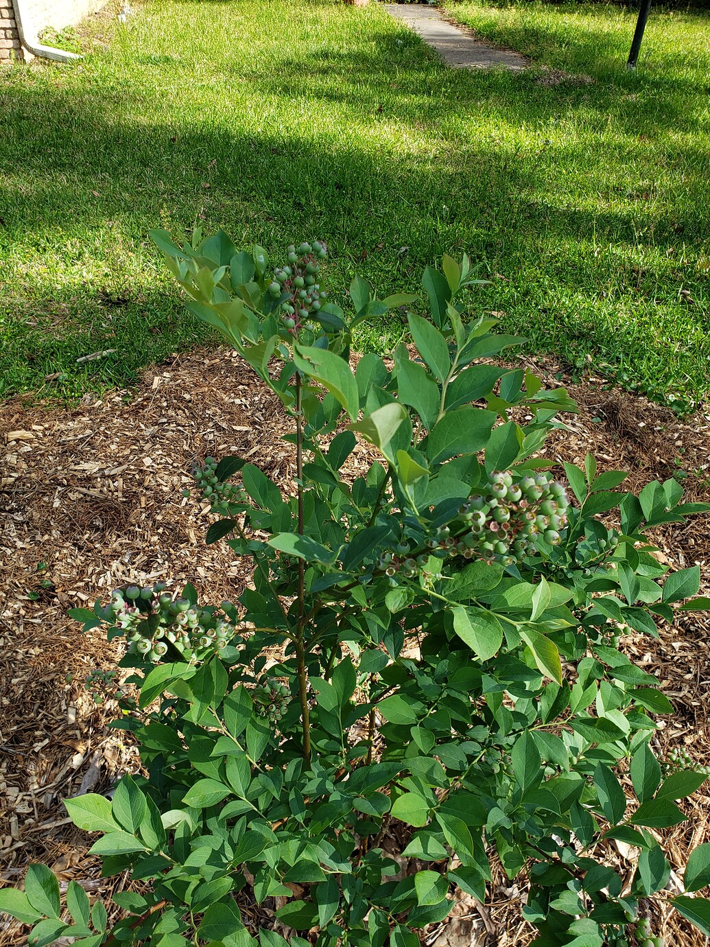 Florida queen peach General Fruit Growing Growing Fruit