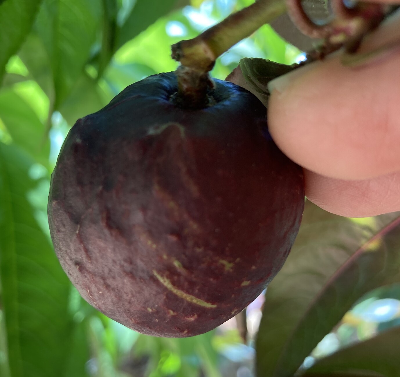 Bumps and scarring on Spice Zee Nectaplum General Fruit Growing