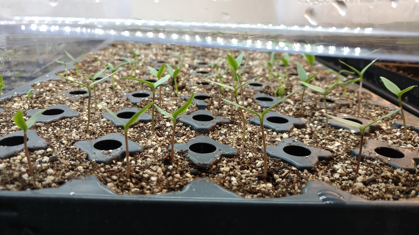 Tabasco, Jalapeño, and bell pepper seed germination times General