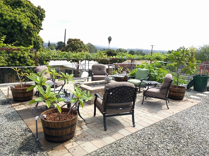 Potted Plumeria irrigation