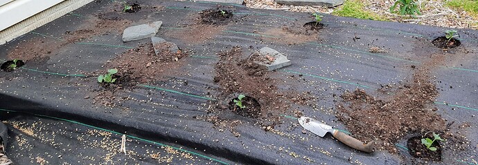 May 23,2021 Melons