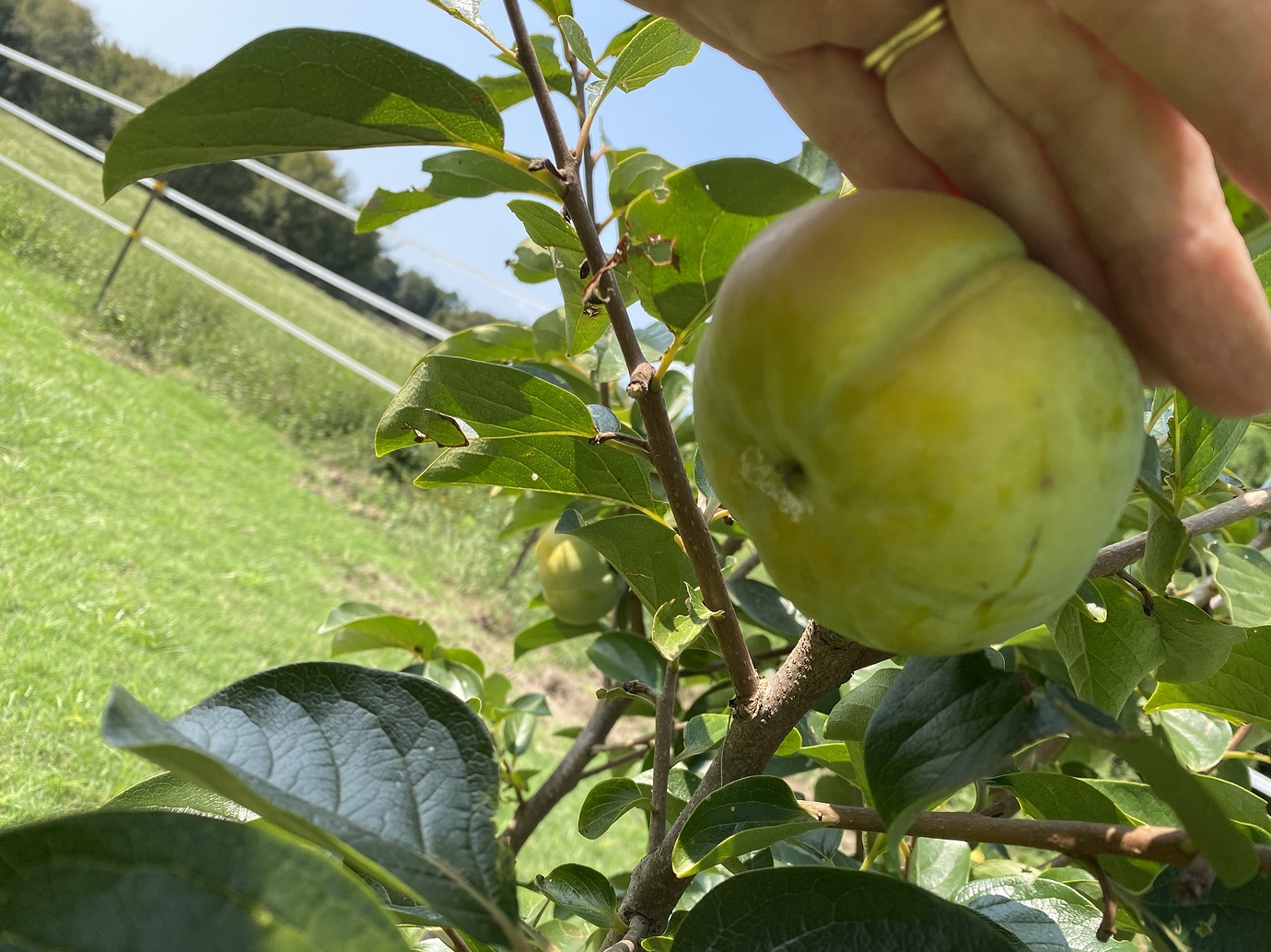 Persimmon fruit 2020 General Fruit Growing Growing Fruit