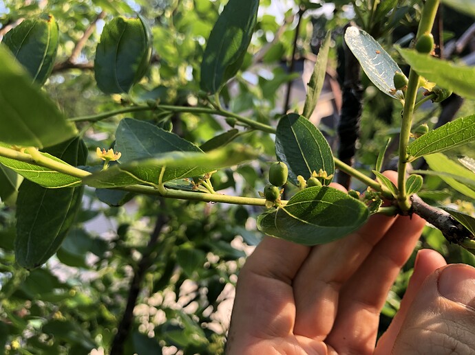 Shanxi_Li_early_set_07-01-2022