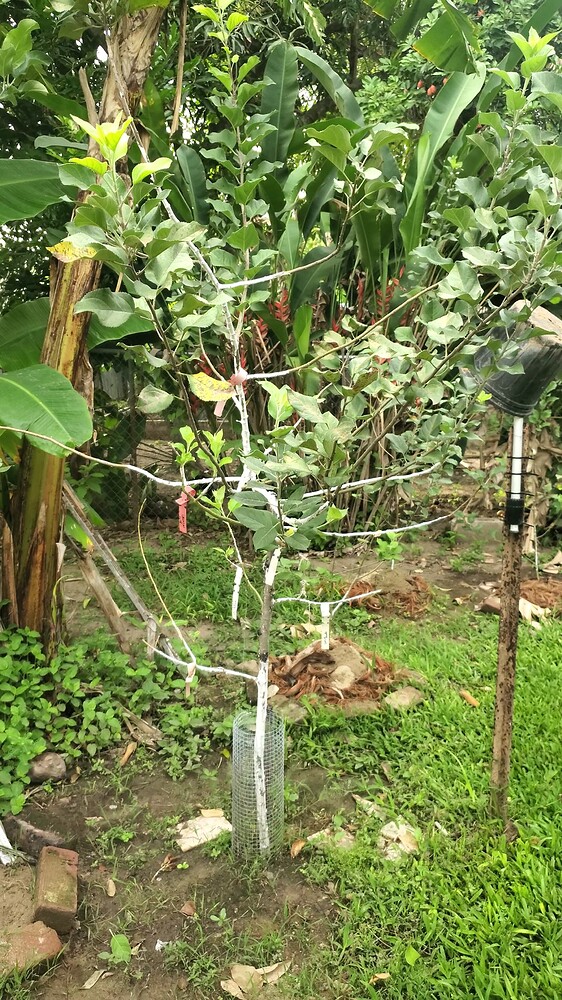 Multi-graft Apple Tree ( Fuji, King David, Gold Rush,Liberty, etc