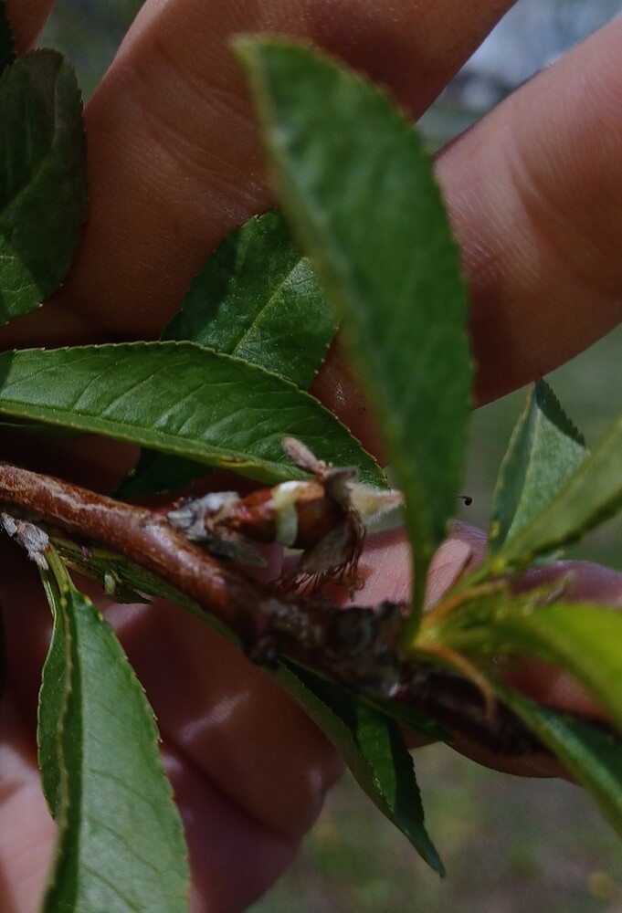 Screenshot_20250410_132537_Gallery