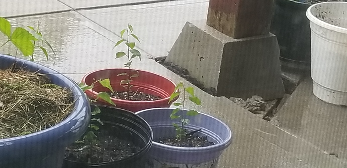 15908492649667049347228889079334