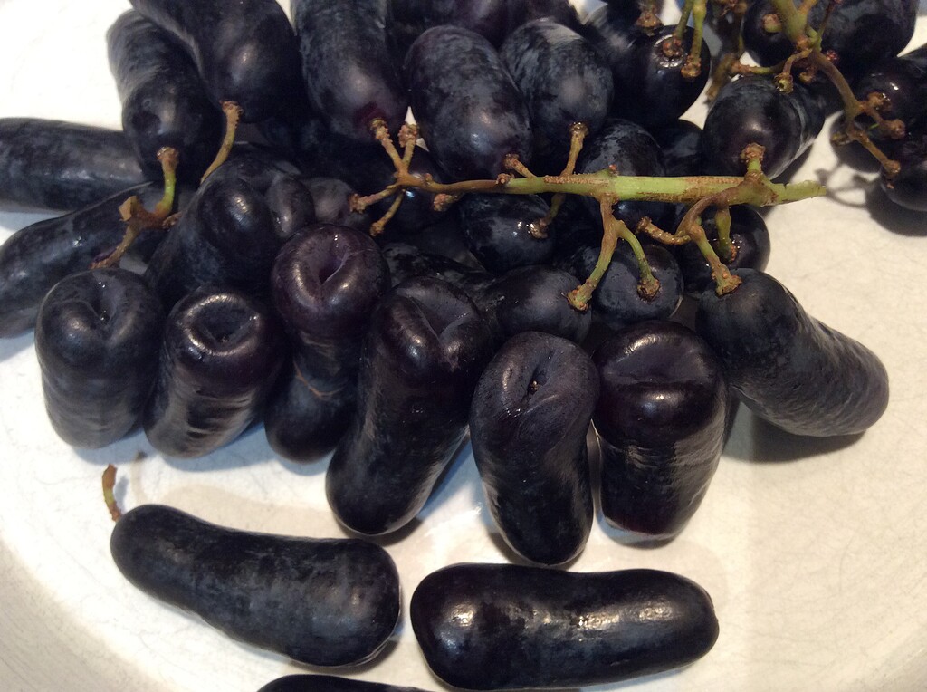 Moon Drop grapes General Fruit Growing Growing Fruit