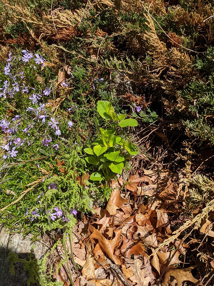 PXL_20210506_145958976