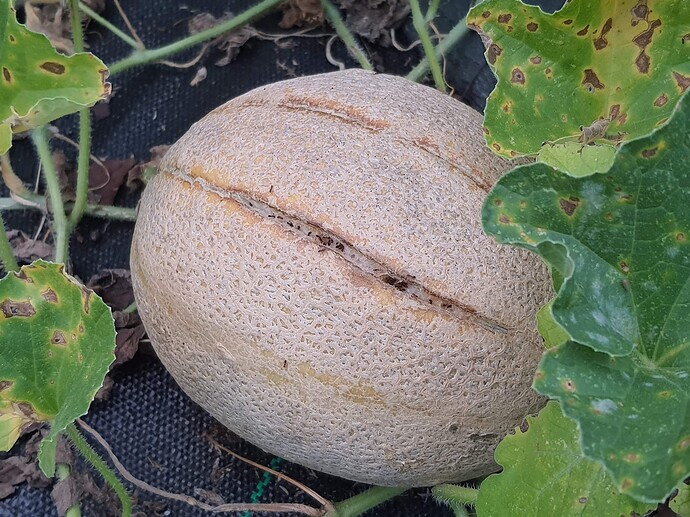August  21,2021 Melons