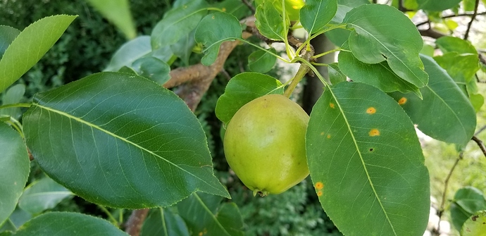 15321206650292782849039757913707