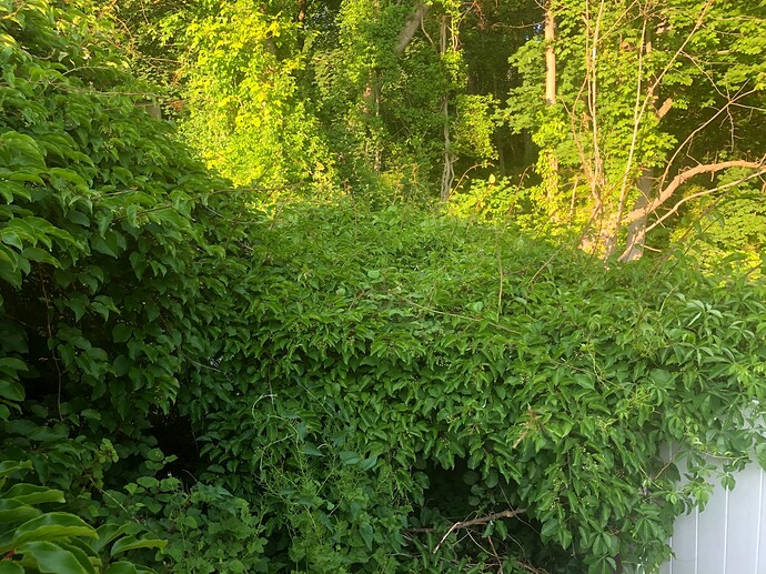 kiwi_escape_05-29-2023