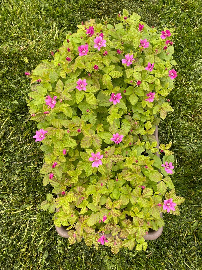 Growing Arctic Raspberry Is it time to rip out out my arctic raspberries? - Page 6 - General ...