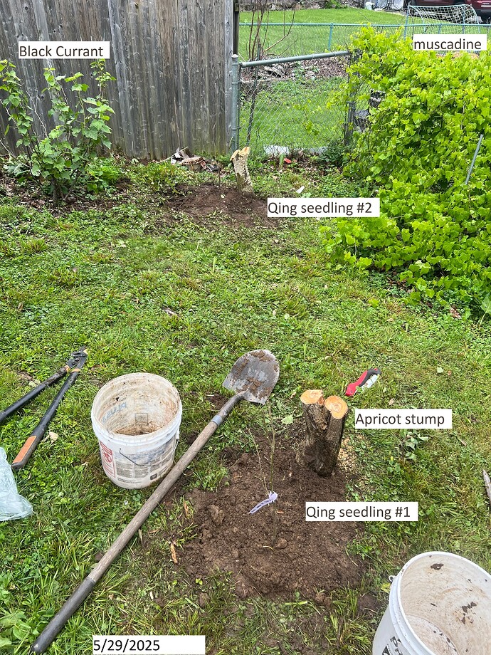 Chestnut_st_05-29-2025