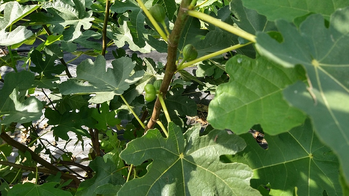 IMG_20200822_154948944_HDR