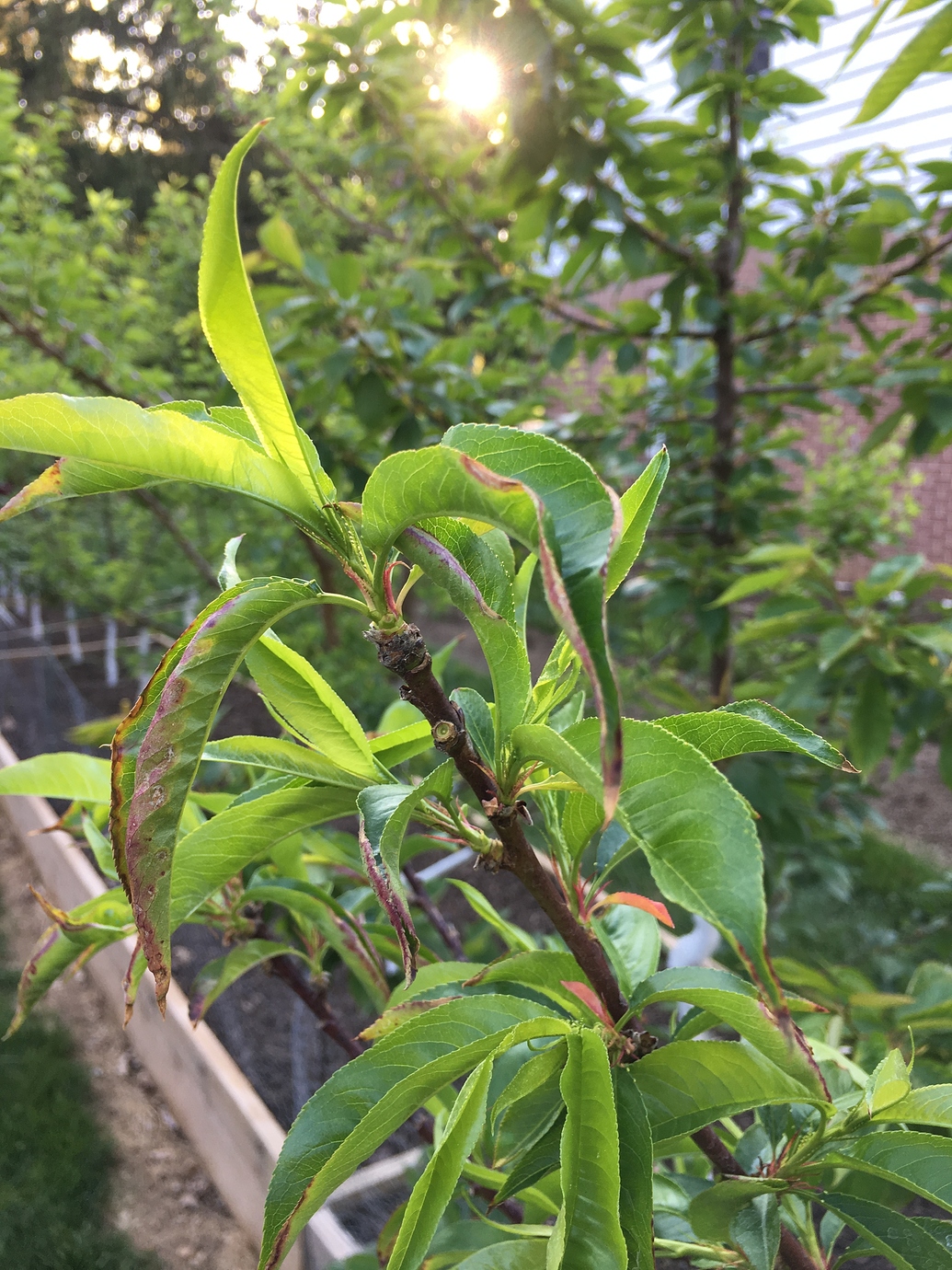 Nectarine Foliage Dropping General Fruit Growing Growing Fruit