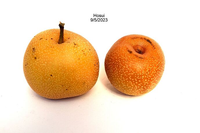 Hosui9_5_23RSDSC_0005_001