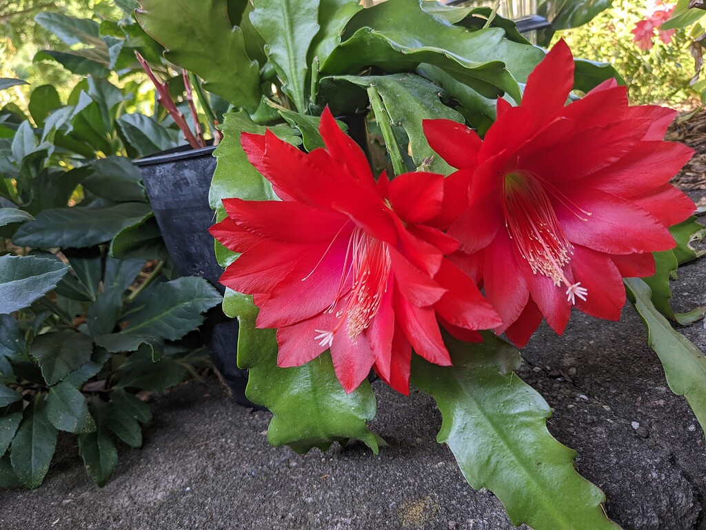 Orchid cactus bloom General Gardening Growing Fruit