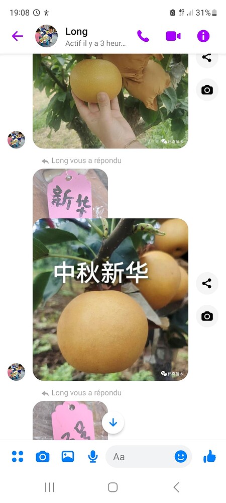 Chao Yue Mi Li  Asian pear (3)