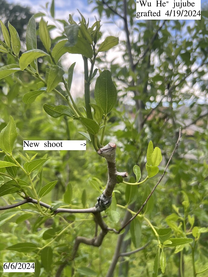 Wu_He_graft_st_06-06-2024