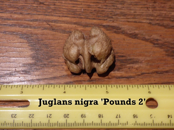 B.walnut 'Pounds 2' 004