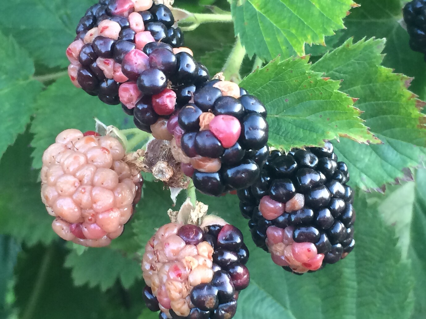 Blackberries with white druplets General Fruit Growing Growing Fruit