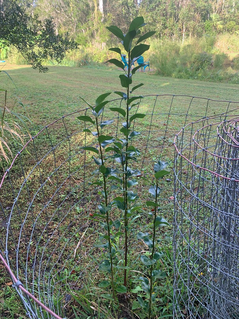Pruning a Pear Tree That Has Come back from Stump Zone 9a/b General